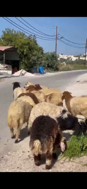 خرفان نخب اول