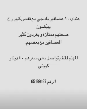 10 عصافير بادجي