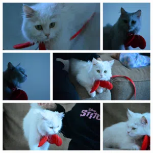 5 month old turkish angora cat
