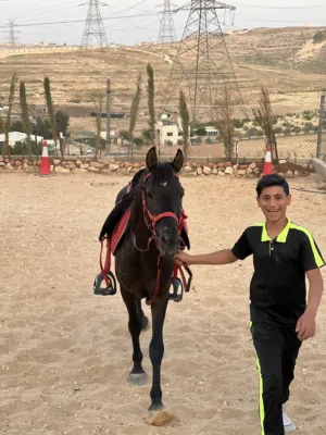 خيل مسارات و تركيب