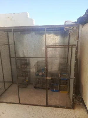 مطير عصافير