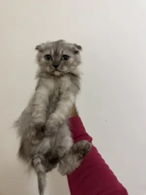 Scottish Fold