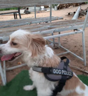 متاح كلبة الولو فوكس