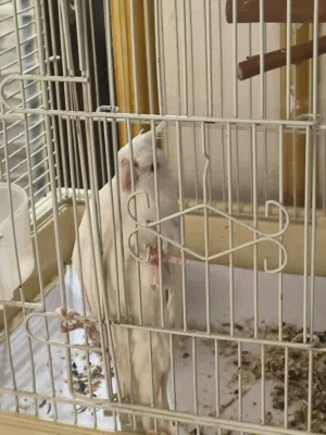 انثى ببغاء كروان جاهزة للتزاوج