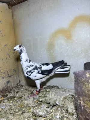 جواز حمام