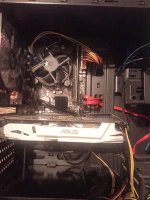 البدل على كلب زينه. ما يكون مالتيز