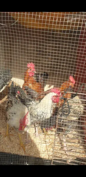 حيوانات طيور دجاج