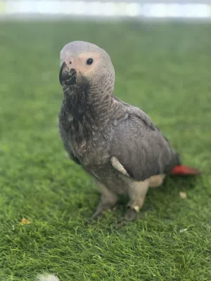 African Grey (Kasko) Chick