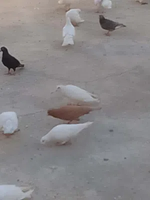 حمام فرنسي بلدي زواجل شغل زغليل وجواز كلها شغالة ان شاء الله