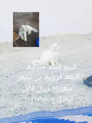 قطھ اليفھ توصل