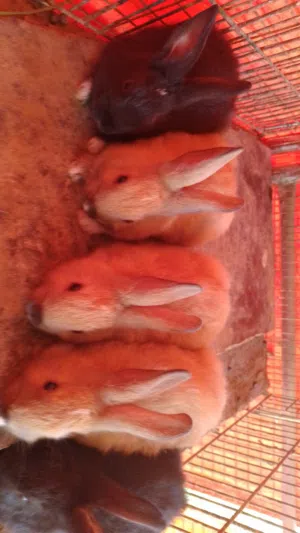 ارانب ذكور للبيع