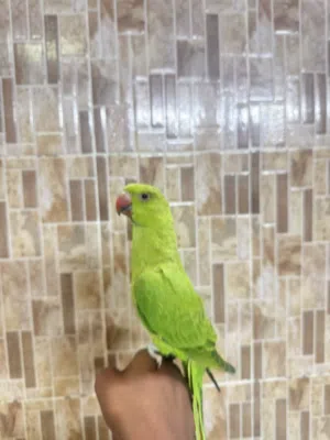 بغبغاء دره أخضر السعر 18