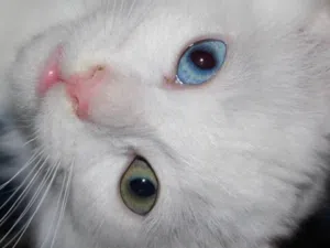Chats blancs et siamois