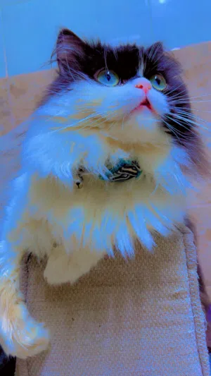 Persian going for cheap price