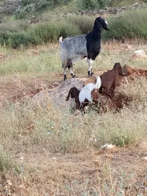 عنز  عجميه للبيع