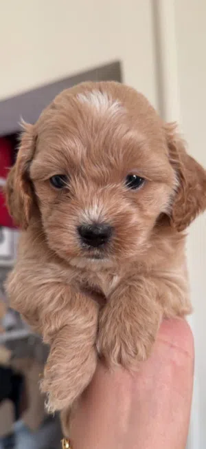 Toy poodle
