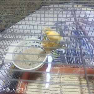 Birds3