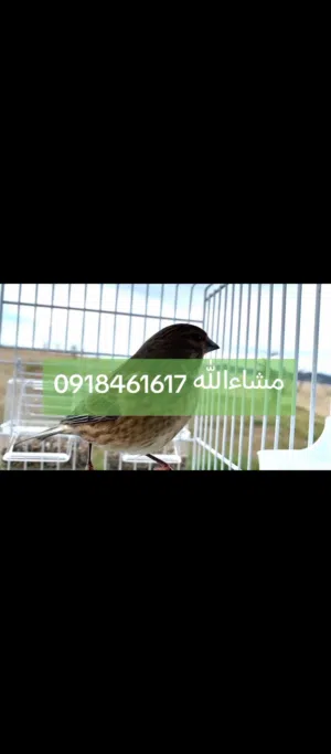 دكر تجاويد غناء مشاءالله