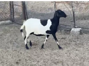 جاعدة تهجين سوداني على سانتا