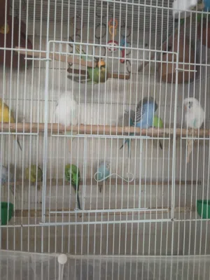 طيور بادجي للبيع