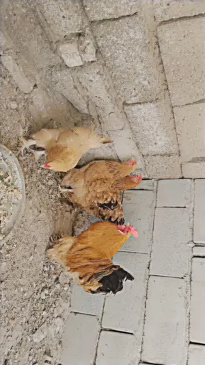 دجاج براهماا