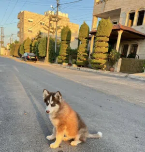 هاسكي مالموت للبدل ع15 برو