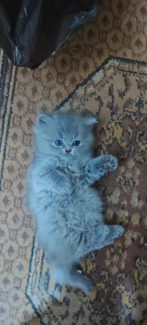 قطط برتش نقي للبيع