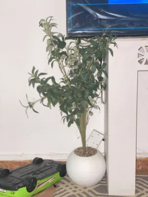 بيع شجره زينه