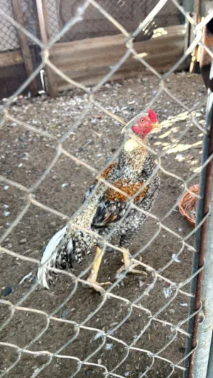 للبيع طير صحه ممتازه للبيع او بدل