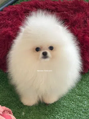 Pomeranian    بوميرانيان شهرين،حجم،سوبر مني كريم ولون أبيض . (Teacup Dogs) اقرأ الوصف جيداً