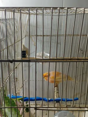 متوفر طوير عدد2 كناري وذكور عدد2 كناري