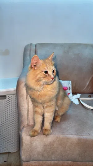 Beautiful Male Persian Cat “Cookie” – Fluffy, Trained & Very Friendly