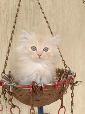 Cat's 