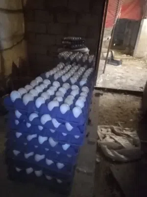 بيض دجاج بلدي مخصب