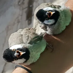 ابو علي 