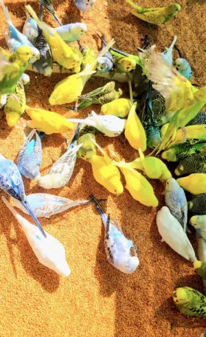 طيور بادجي محلي للبيع 40 طير