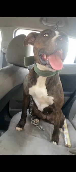 انتئ بيتبيول  كلبة  ممكن شاده  افاري ولا بيع