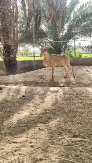 لمحبين الحيوانات النادرة  ( الضأن البربري )