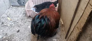 دجاج زينة للبيع