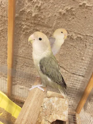 Birds3