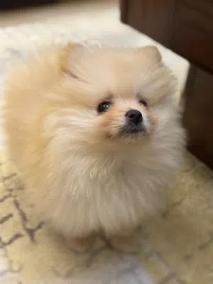 كلب بوماربنين تي كب ذكر عمر 3 شهور جميع العدة اللازمة مع قفص مع جميع اوراقو اول مطعومين مع جواز سفر