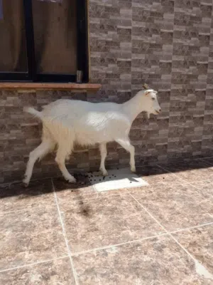 ثلاث عنزات سنتين نخب اول