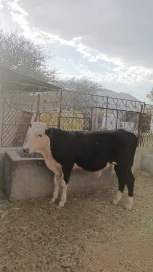 ثور ظفاري مطعووم