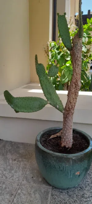 Lovely cactus in a nice ceramic pot