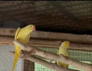 زوج درة أصفر جاهزين للإنتاج pair of yellow doves