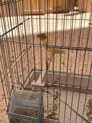 كناري للبيع
