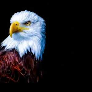 عبود الحربي 