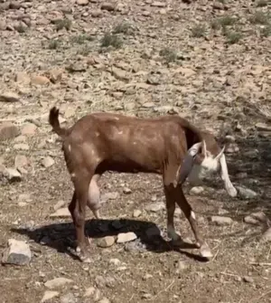 شاه باكستانيه للبيع