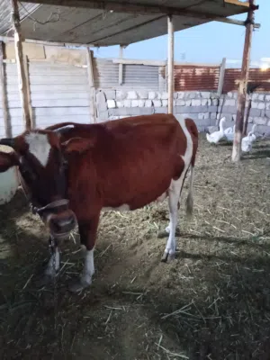 هايشه للبيع
