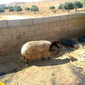 ذبايح بلدي لحم